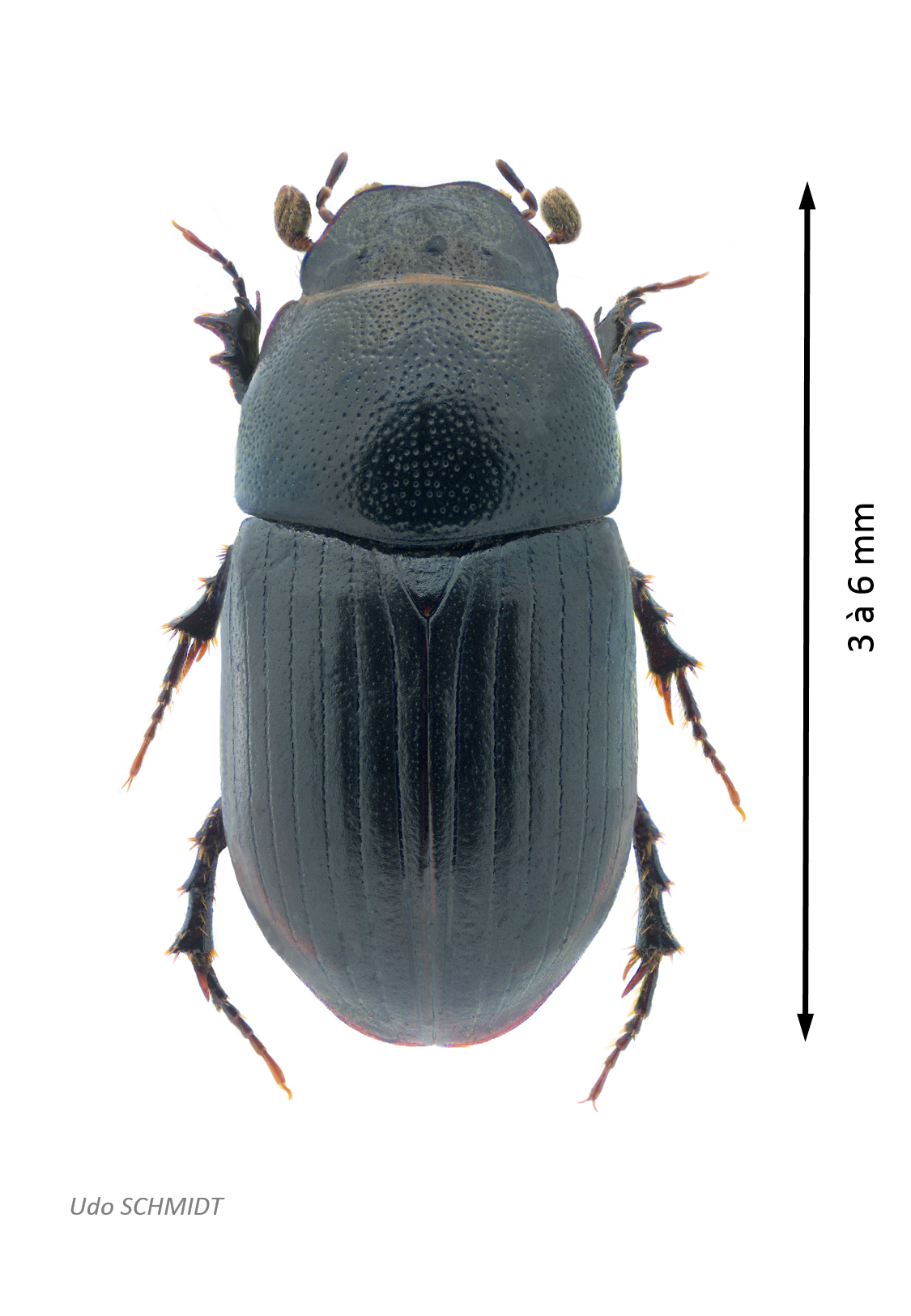 Agrilinus ater.png